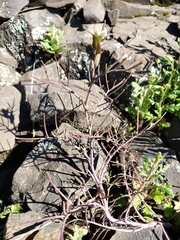 Streptanthus diversifolius