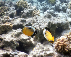 Chaetodon austriacus