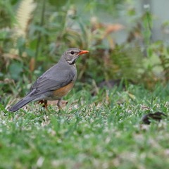 Kurrichane Thrush photo 5