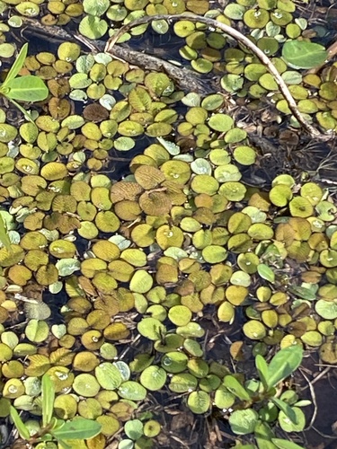 Foto de Salvinia