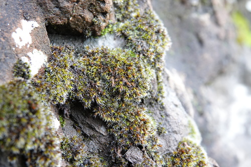 Mealy Grimmia (Schistidium pruinosum)