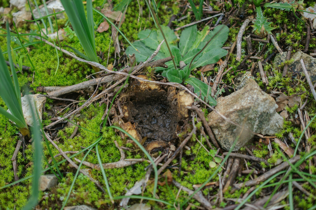 Scleroderma geaster