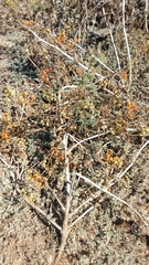 Solanum lycopersicum cerasiforme