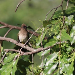 Pycnonotus barbatus tricolor
