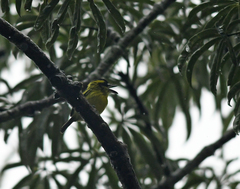 Todirostrum chrysocrotaphum
