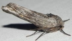Lithomoia germana