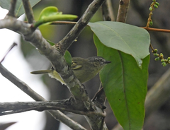 Zimmerius gracilipes