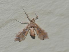 Leucinodes laisalis