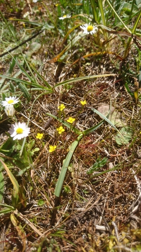Yellow centaury