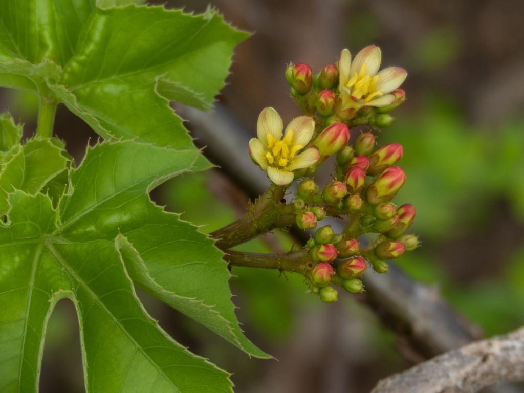 Jatropha mollissima