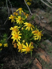 Euryops floribundus