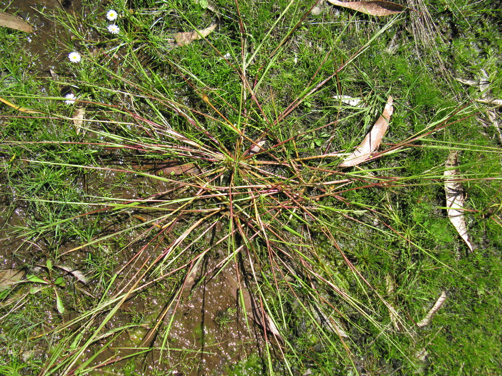 Panicum gilvum