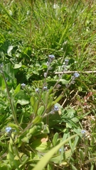 Myosotis ramosissima