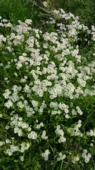 Erigeron strigosus strigosus