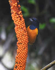 Euphonia rufiventris