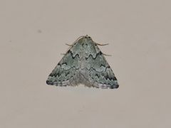 Tegiapa virescens