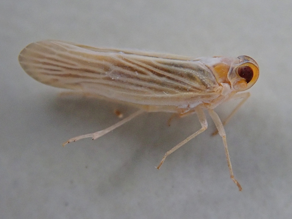 Agoo argutiola