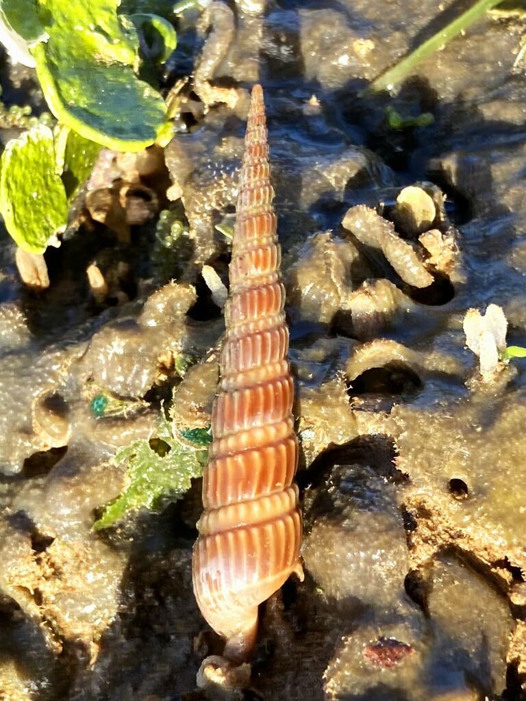 Duplicaria australis