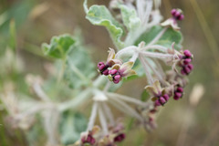 Asclepias californica