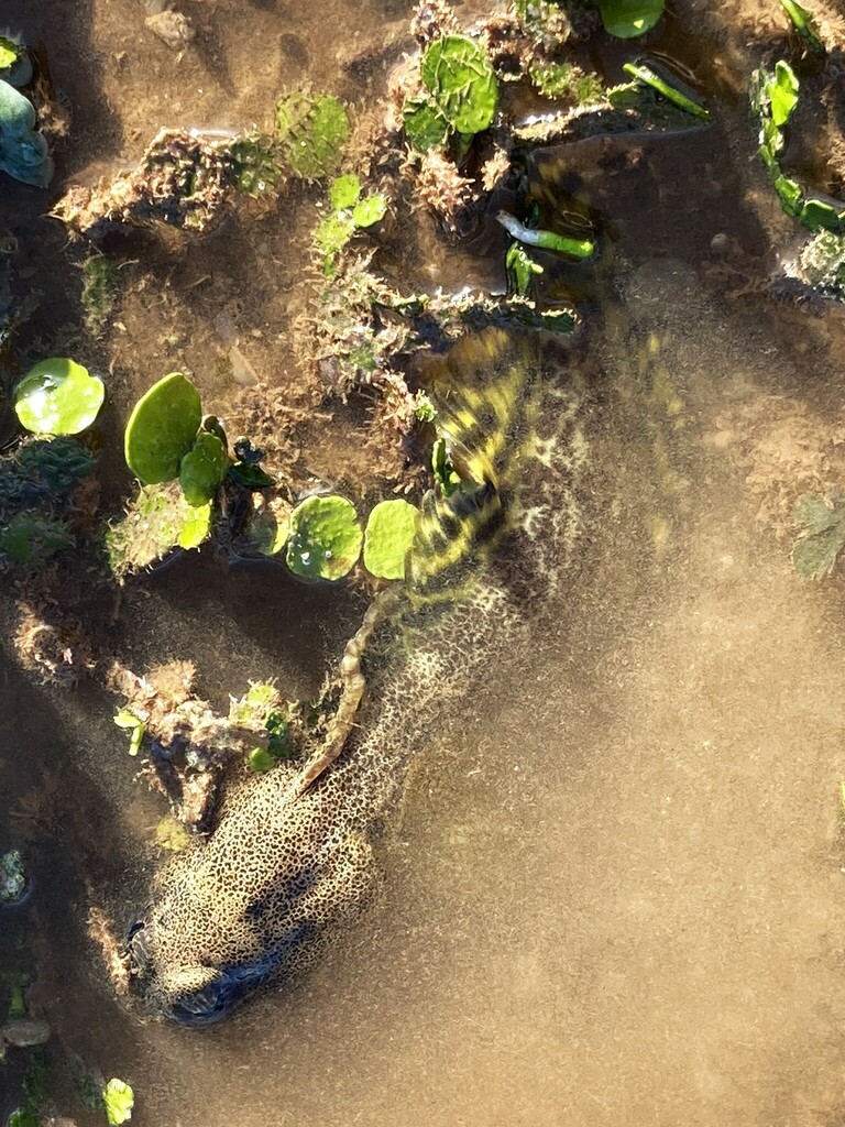 Darwin Jawfish from Port Hedland, WA, Australia on December 17, 2023 at