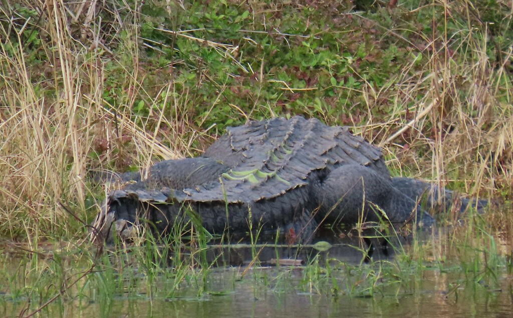 American Alligator From Calhoun County TX USA On January 7 2024 At   Large 