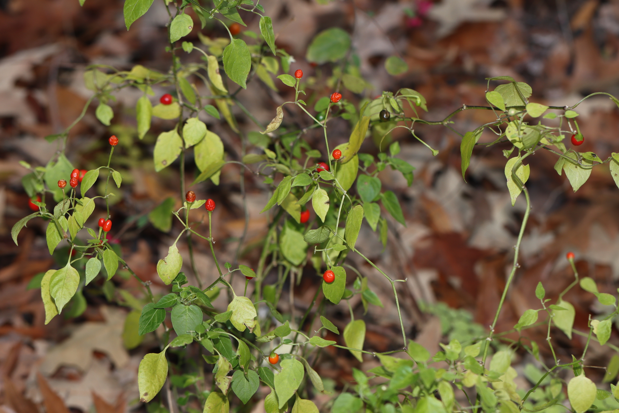 Pimenta
