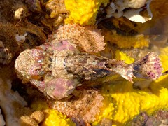 Painted Scorpionfish photo 3