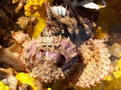 Painted Scorpionfish photo 4