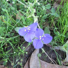 Tradescantia subacaulis