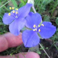 Tradescantia subacaulis