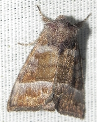 Papaipema eupatorii