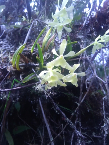 Epidendrum saxicola Kraenzl.