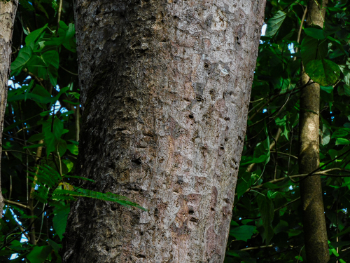 Astronium graveolens - Whole tree