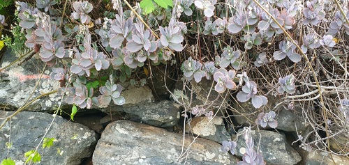 Foto de Planta-panda