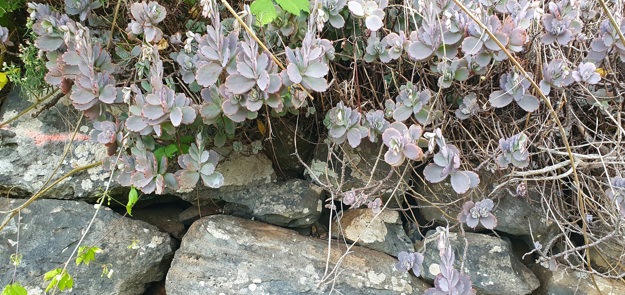 Imagem de Planta-panda