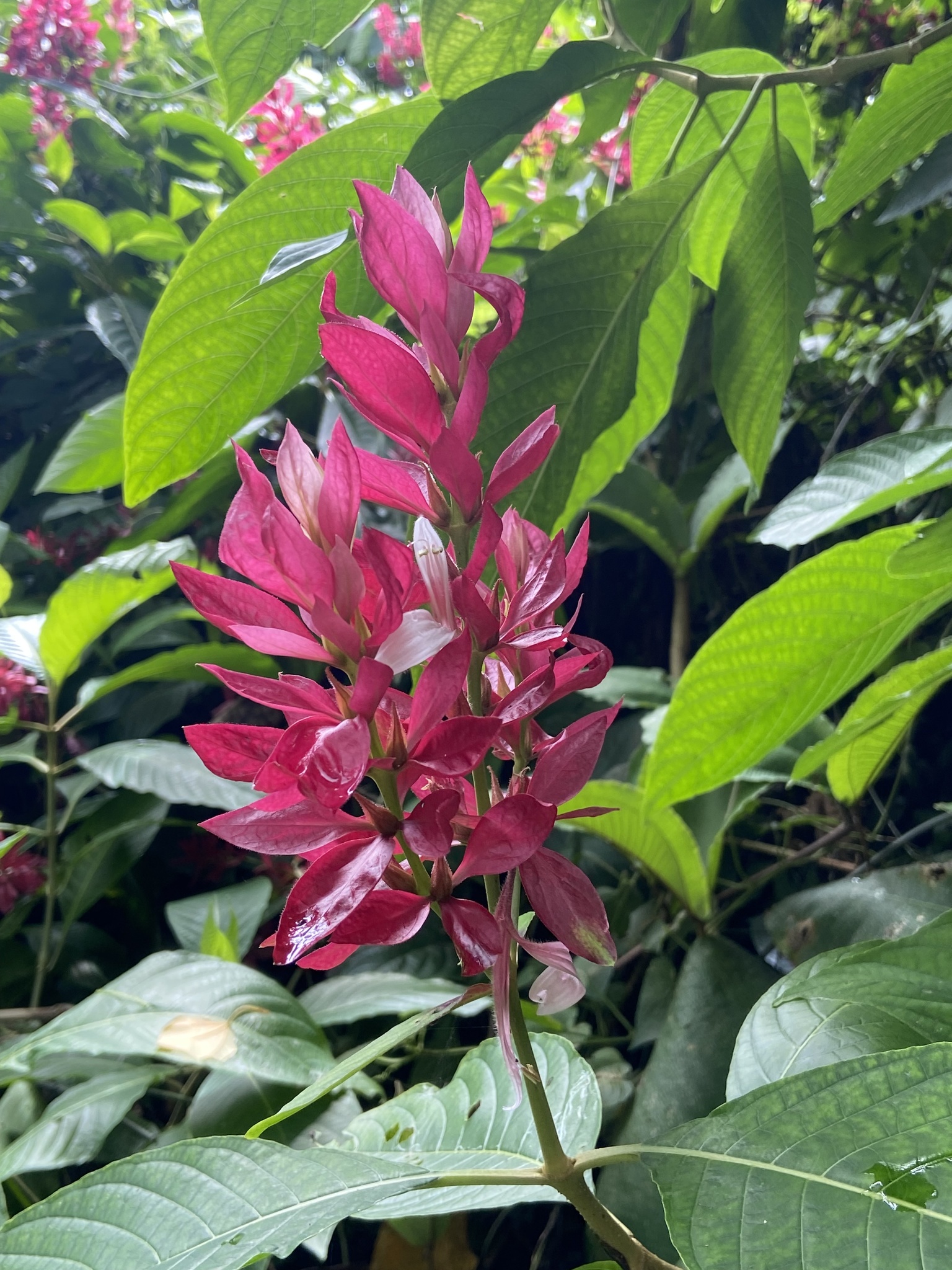 Imagem de Camarão-vermelho