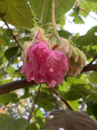 Foto de Dombéia