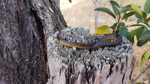 Common Tree Snake sighting