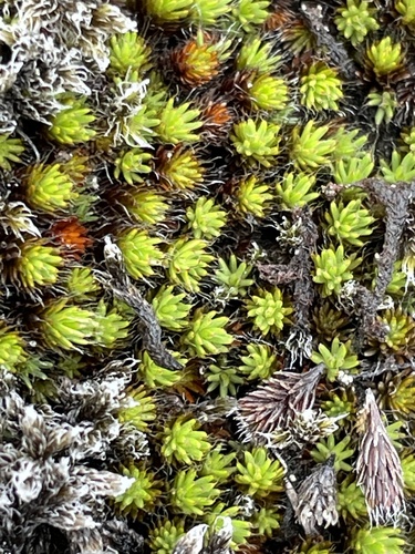 Polytrichum piliferum observed 2024-01-07