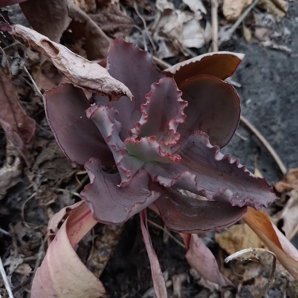 Echeveria crenulata