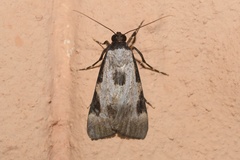 Audea melanoplaga