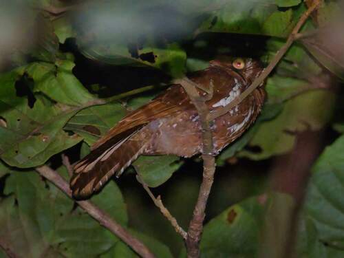 Starry Owlet-nightjar