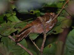 Starry Owlet-Nightjar photo 1