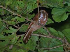 Starry Owlet-Nightjar photo 4