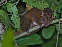 Southern Common Cuscus photo 1