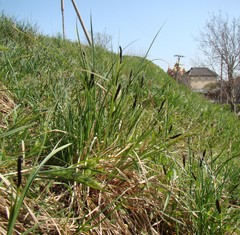 Carex melanostachya