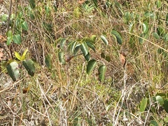 Pentalinon luteum
