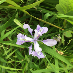 Iris douglasiana