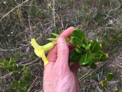 Pentalinon luteum