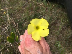 Pentalinon luteum